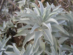 2. BOTANIKA DEATHSPA™ 100% Silk -Herbal Lined